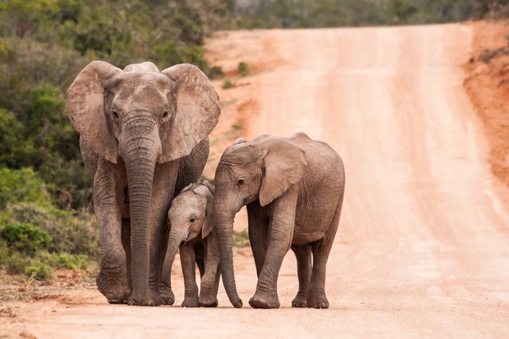 Global NGO Expansion Services | Elephants Wandering Down a Path