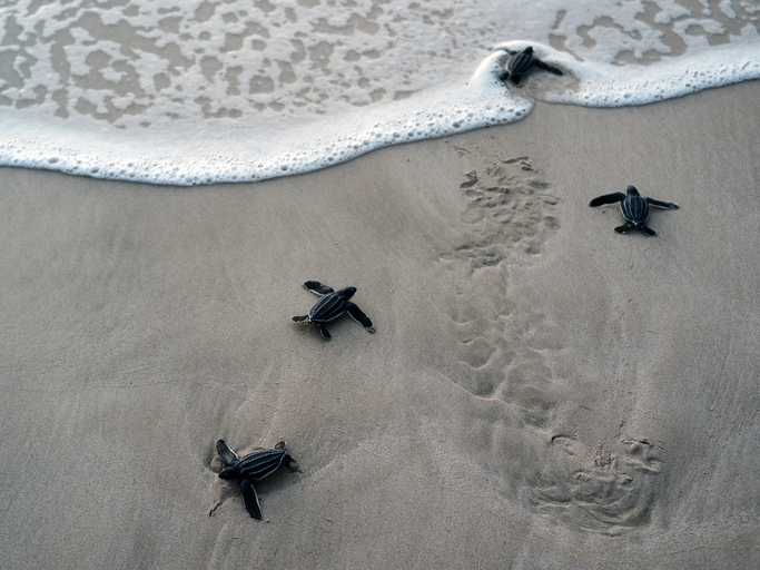 Global NGO Expansion Services - Turtles on the Beach Heading Towards the Sea