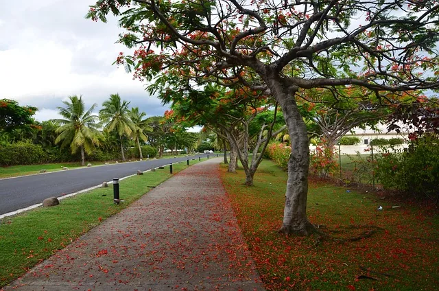 A flame tree in bloom over a roadside path lined with palms in Fiji