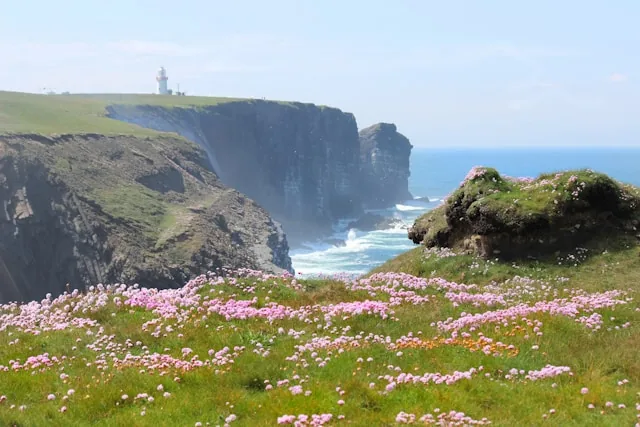 Sea cliffs, a lighthouse and wildflowers on the Atlantic coast of Ireland